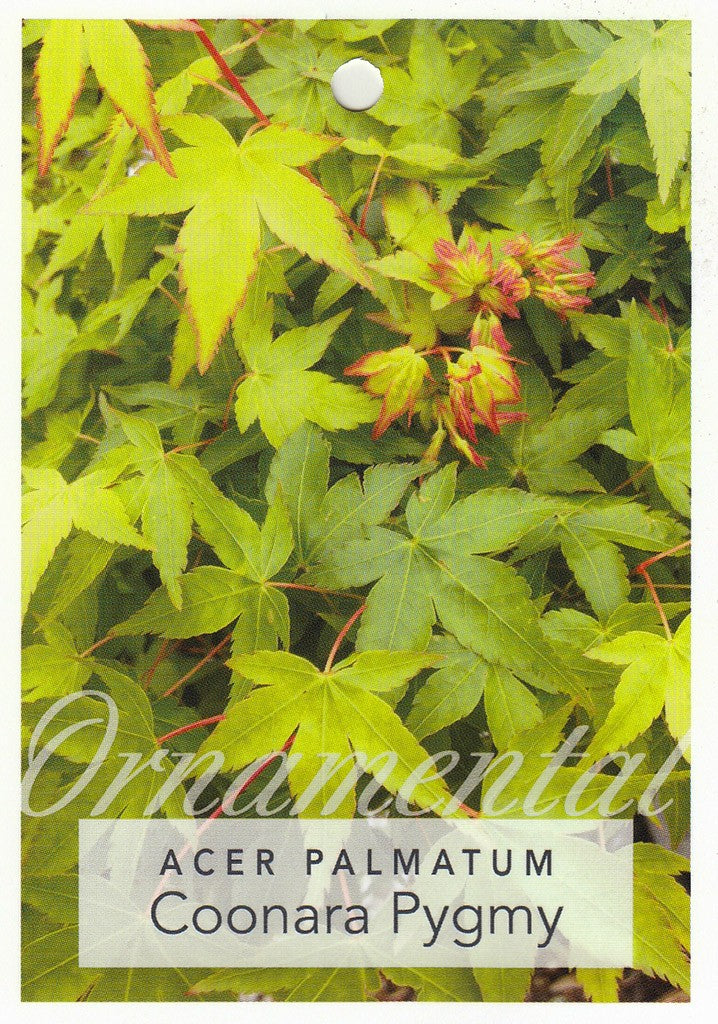 Acer Palmatum Coonara Pygmy 30lt