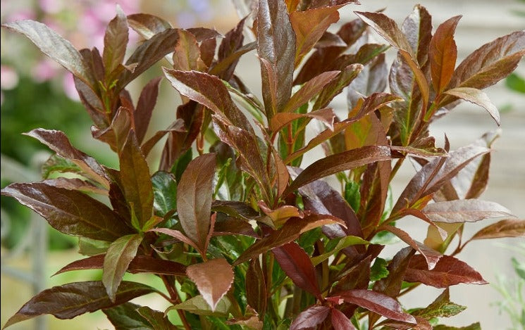 Viburnum Coppertop 140mm