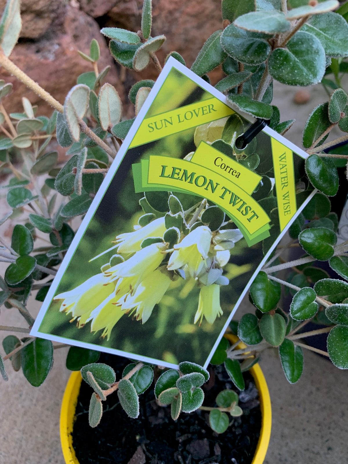Correa Lemon Twist 140mm
