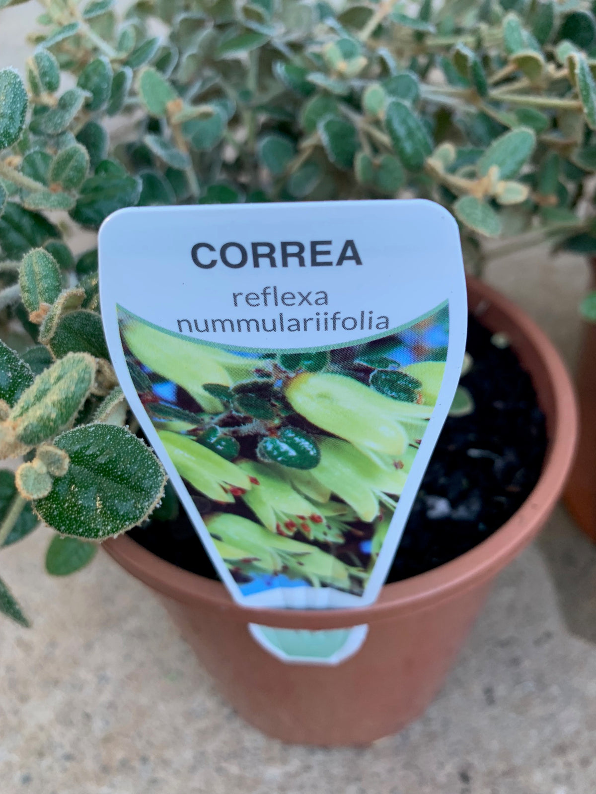 Correa Nummularifolia 140mm