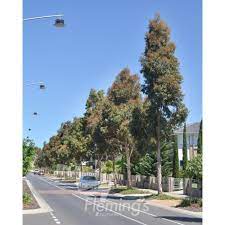 Corymbia Maculata 8lt