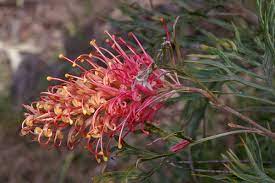 Grevillea Crackles 18cm