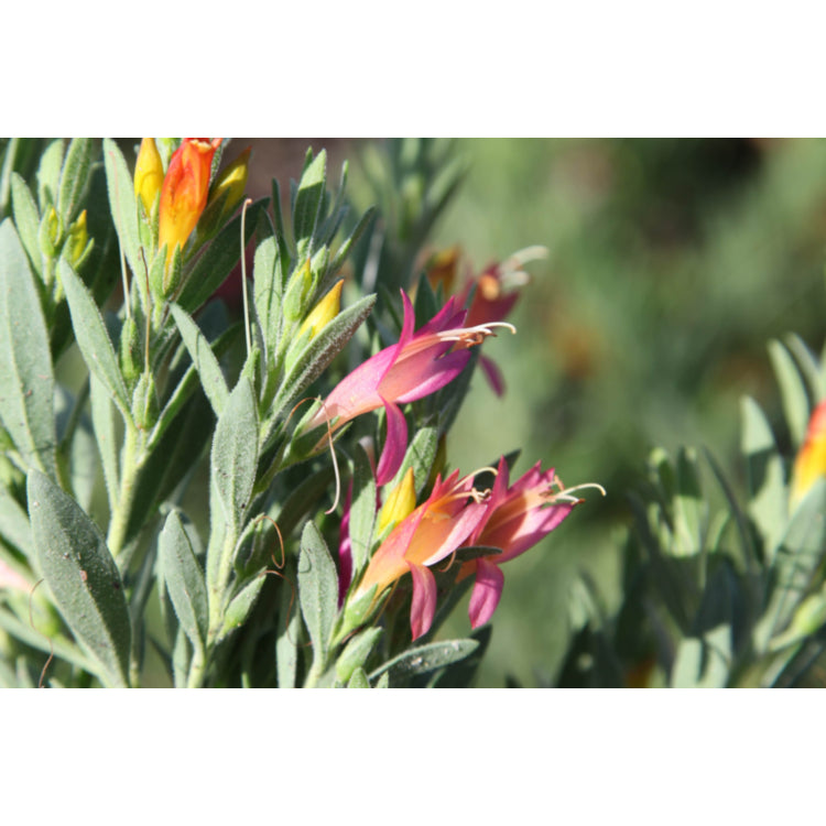 Eremophila Crazy Mac 5lt