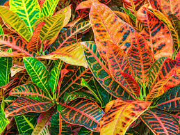 Croton 140mm