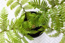 Cyathea Cooperii 30cm