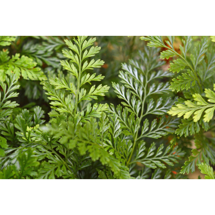 Davallia Haresfoot Fern 140mm