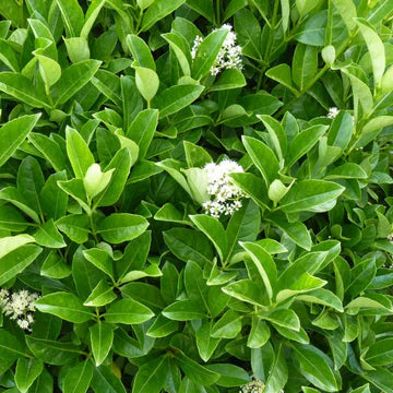 Viburnum Dense Fence 175mm