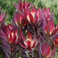 Leucadendron Devils Blush 8lt