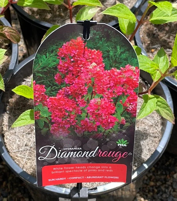 Hydrangea Paniculata Diamond Rouge 200mm