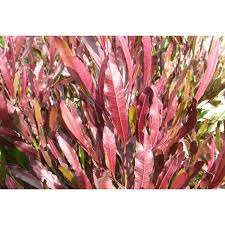 Dodonea Viscosa Purpurea 4.5lt