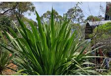 Doryanthes Exceisa 17cm
