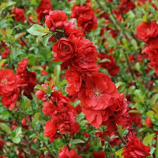 Columbia Double Red Quince 8lt