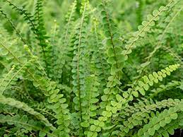 Nephrolepis Duffii 140mm