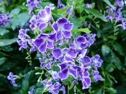 Duranta Erecta 18lt