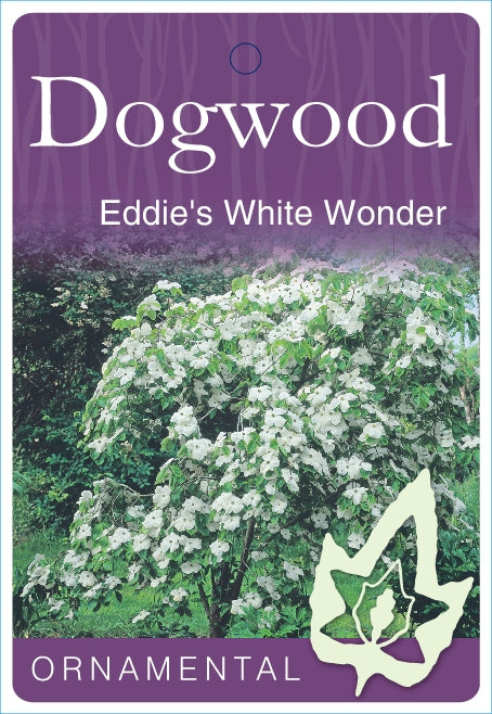 Cornus Eddie's White Wonder 30lt