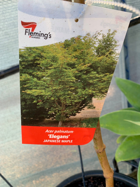 Acer Palmatum Elegans 30lt
