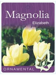 Magnolia Elizabeth 18lt