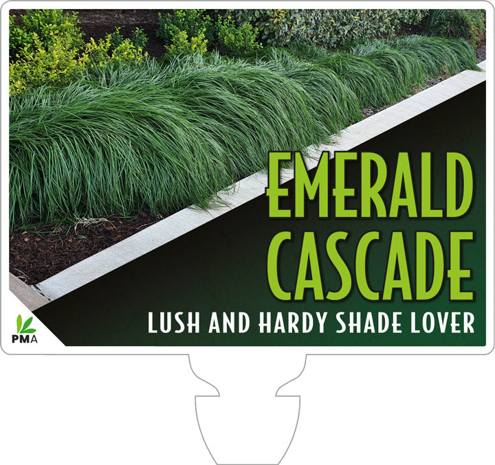 Liriope Emerald Cascade 14cm
