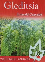 Glenditsia Emerald Cascade 50lt Tall Std