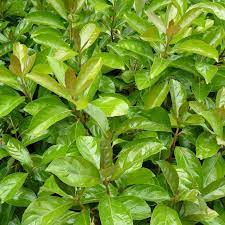 Viburnum Emerald Lustre 5lt