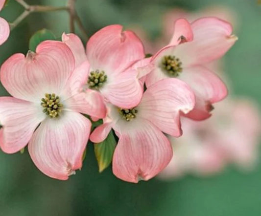 Cornus Capitata X Kousa Eric Genat 30lt