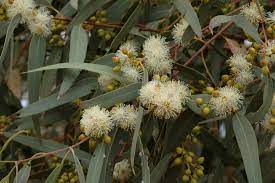 Eucalyptus Camaldulensis 50lt