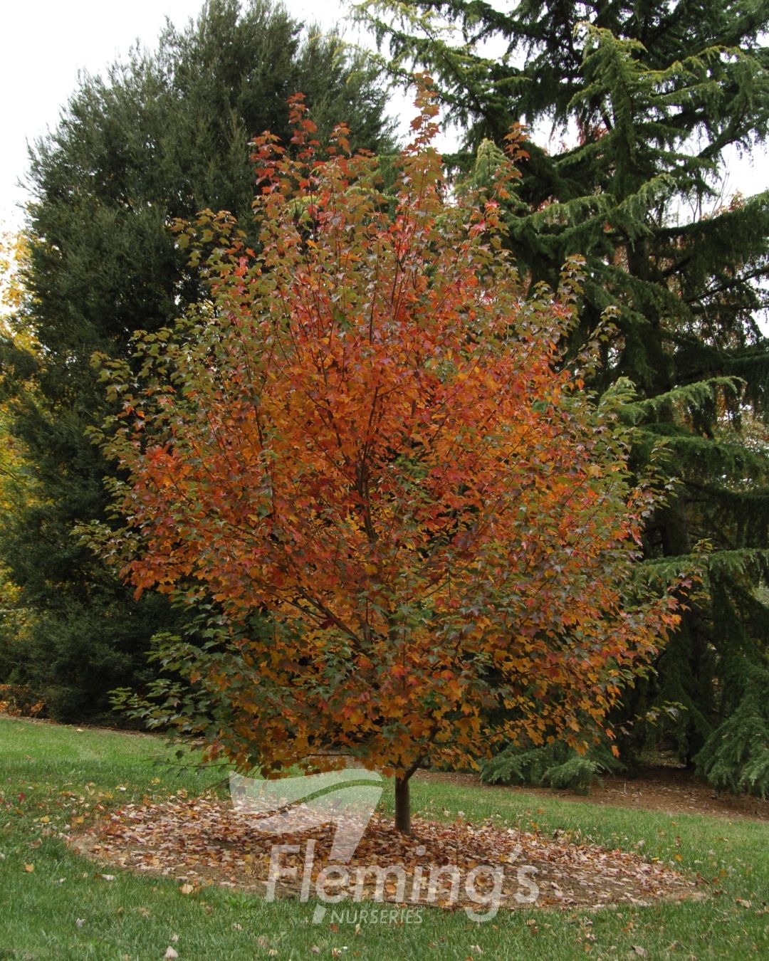Fairview Flame 30lt