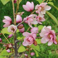 Michelia Fairy Magnolia Cream 5lt
