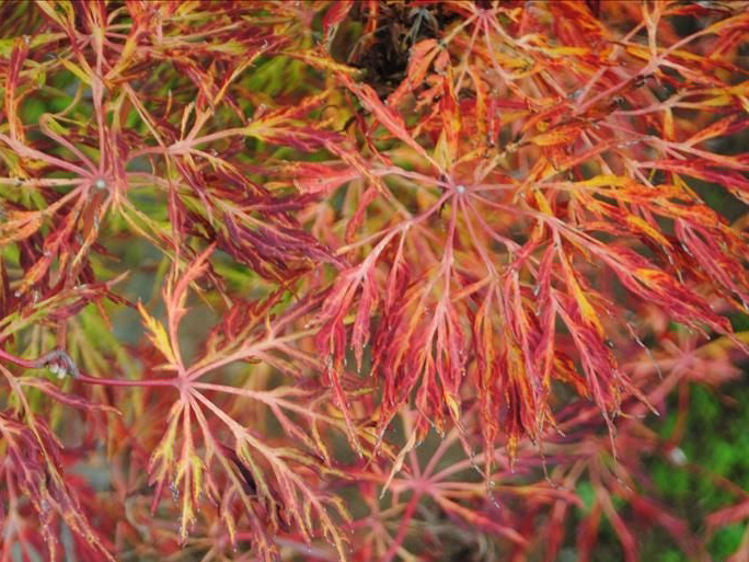 Acer Japonicum Fairy Lights 40cm