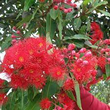 Corymbia Ficifolia 50lt