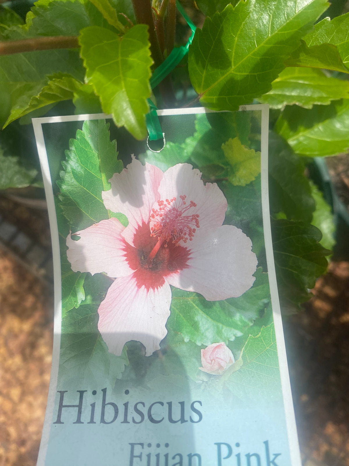 Fijian Pink 3lt