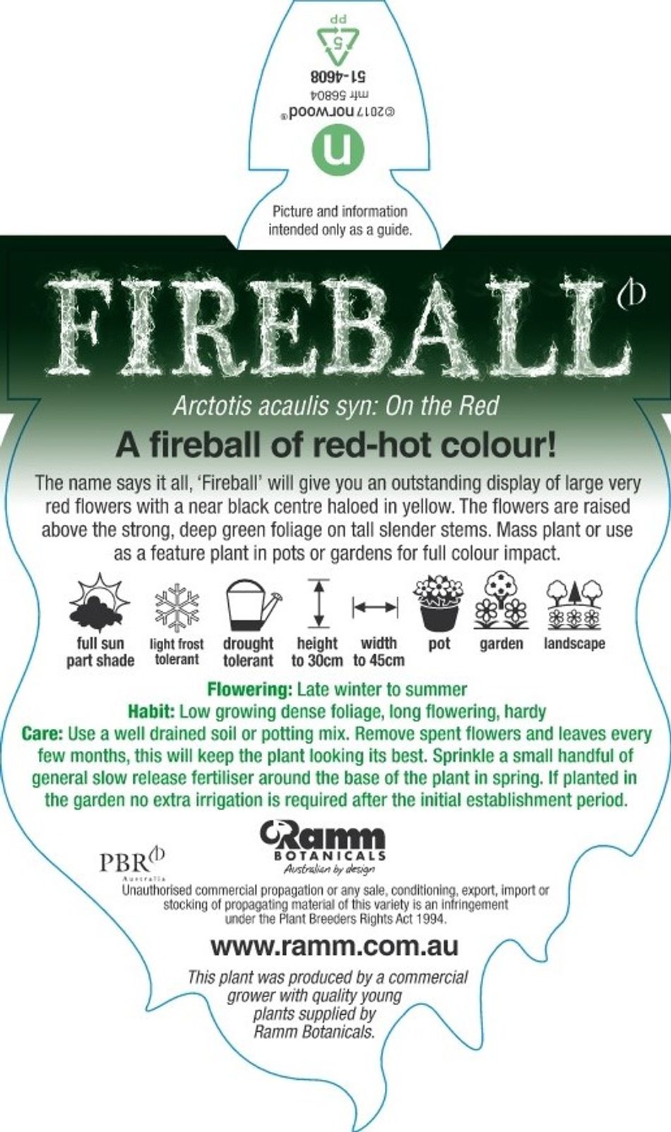 Arctotis Fireball 140mm