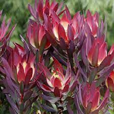 Leucadendron Fireglow 175mm
