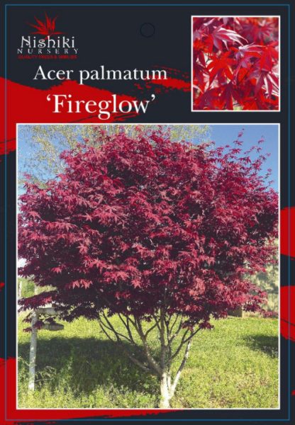 Acer Palmatum Fireglow 30cm