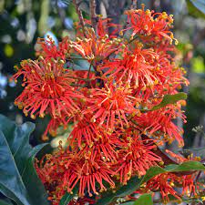 Stenocarpus Firewheel 18lt
