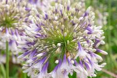 Agapanthus Fireworks 175mm