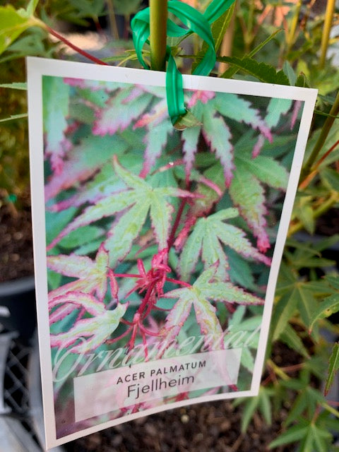 Acer Palmatum Fjellheim 30lt