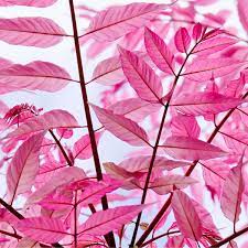 Cedrula Flamingo Chinese Cedar 50lt