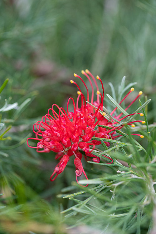 Grevillea Flaming Red 175mm