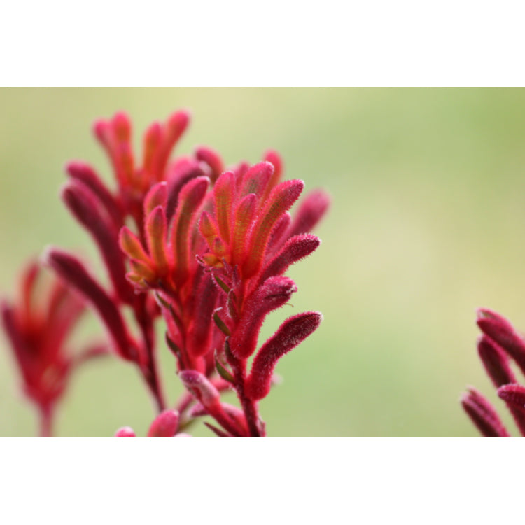 Anigozanthos Flavidus Red