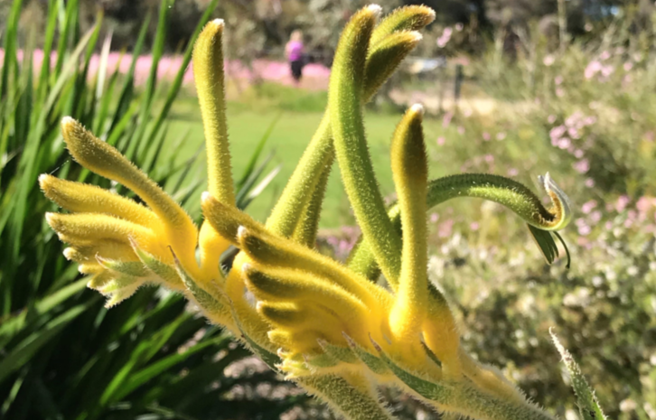 Anigozanthus Flavidus Yellow
