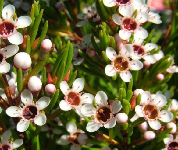Chamelaucium Floriferum 5lt