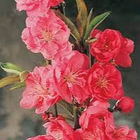Flowering Peach Magnifica 50lt