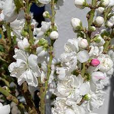 Dwarf Flowering Peach White 18lt