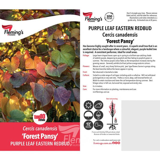 Forest Pansy 50lt