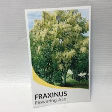 Fraxinus Griffithi