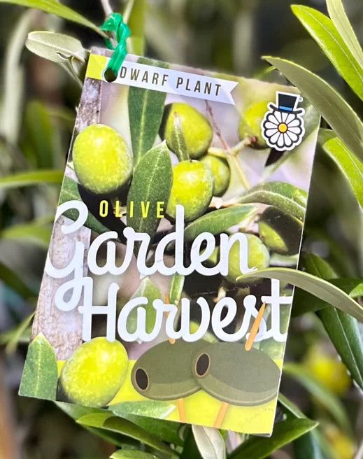 Dwarf Garden Harvest 140mm
