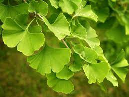 Ginkgo Maiden Hair