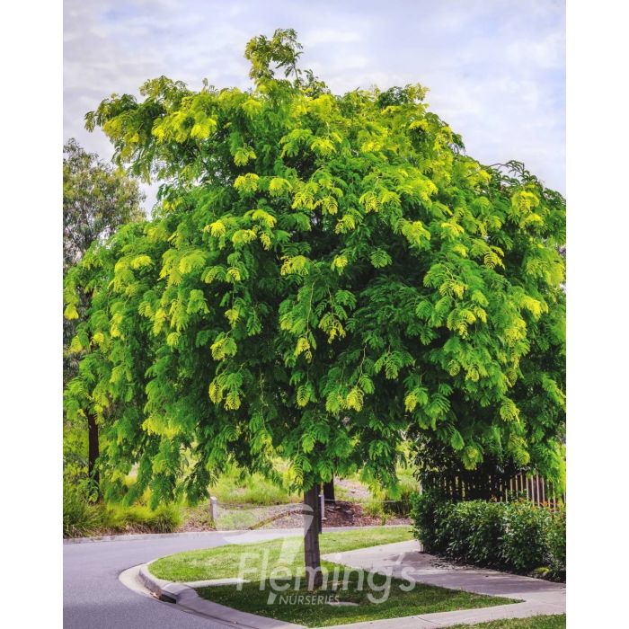 Gleditsia Sunburst 50lt