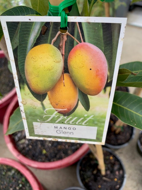Mango Glenn Grafted 18lt